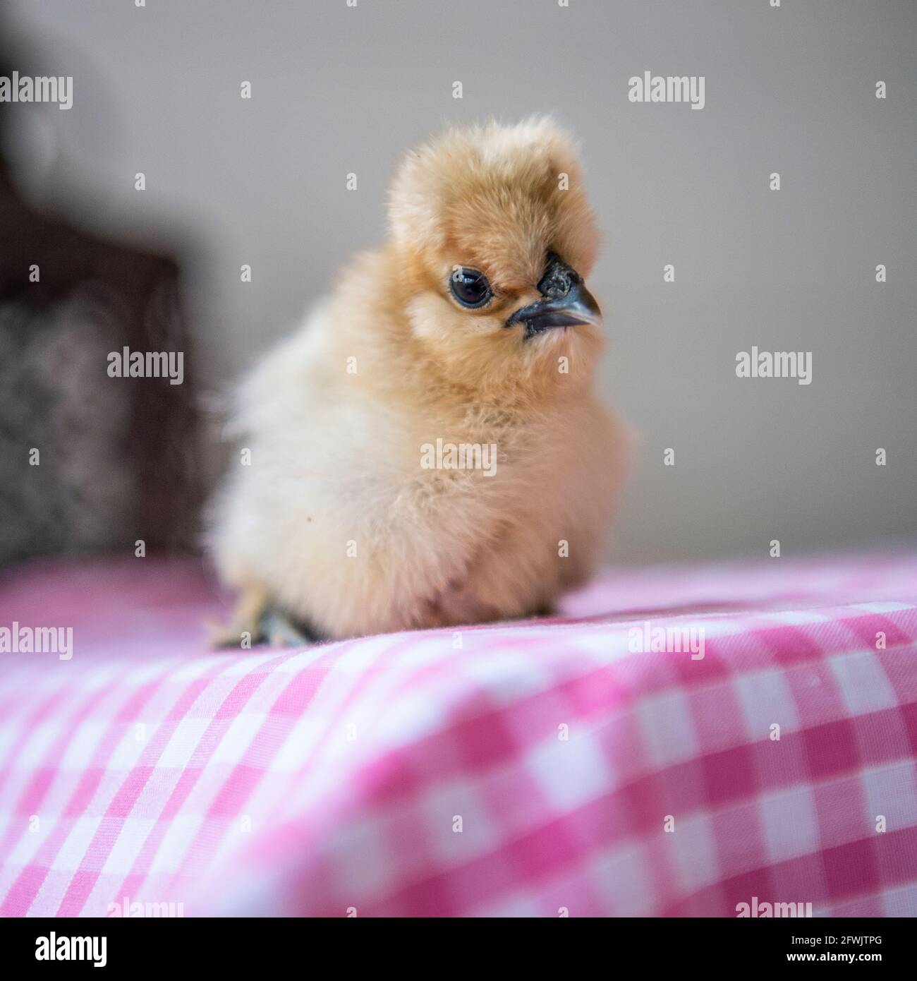silkie poussin Banque D'Images