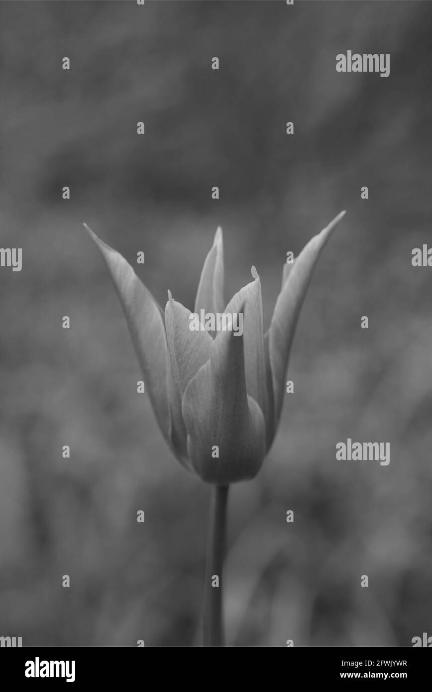 Fleurs colorées dans le parc Banque D'Images