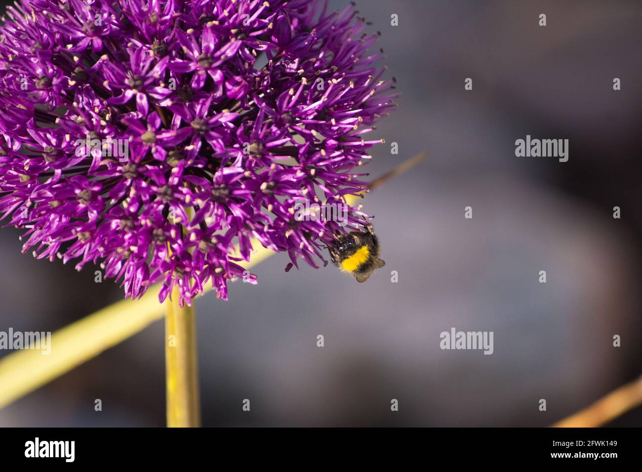 Abeille sur fleur d'allium. Banque D'Images