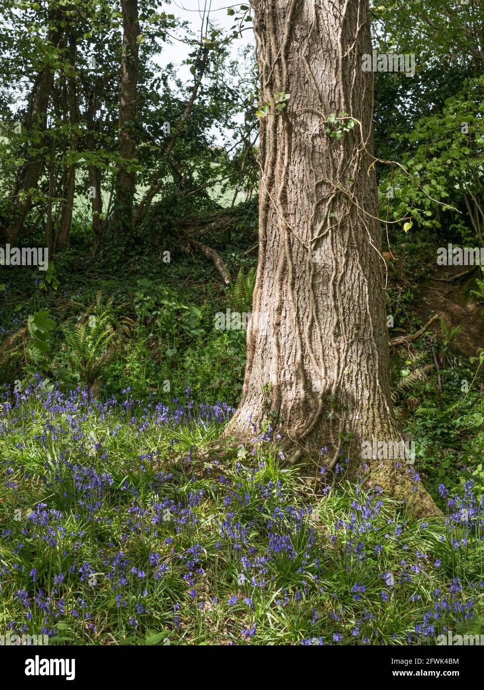 Blue Bells anglais au pied d'un arbre veiny avec ivy grimpez dans une lumière de soleil Banque D'Images