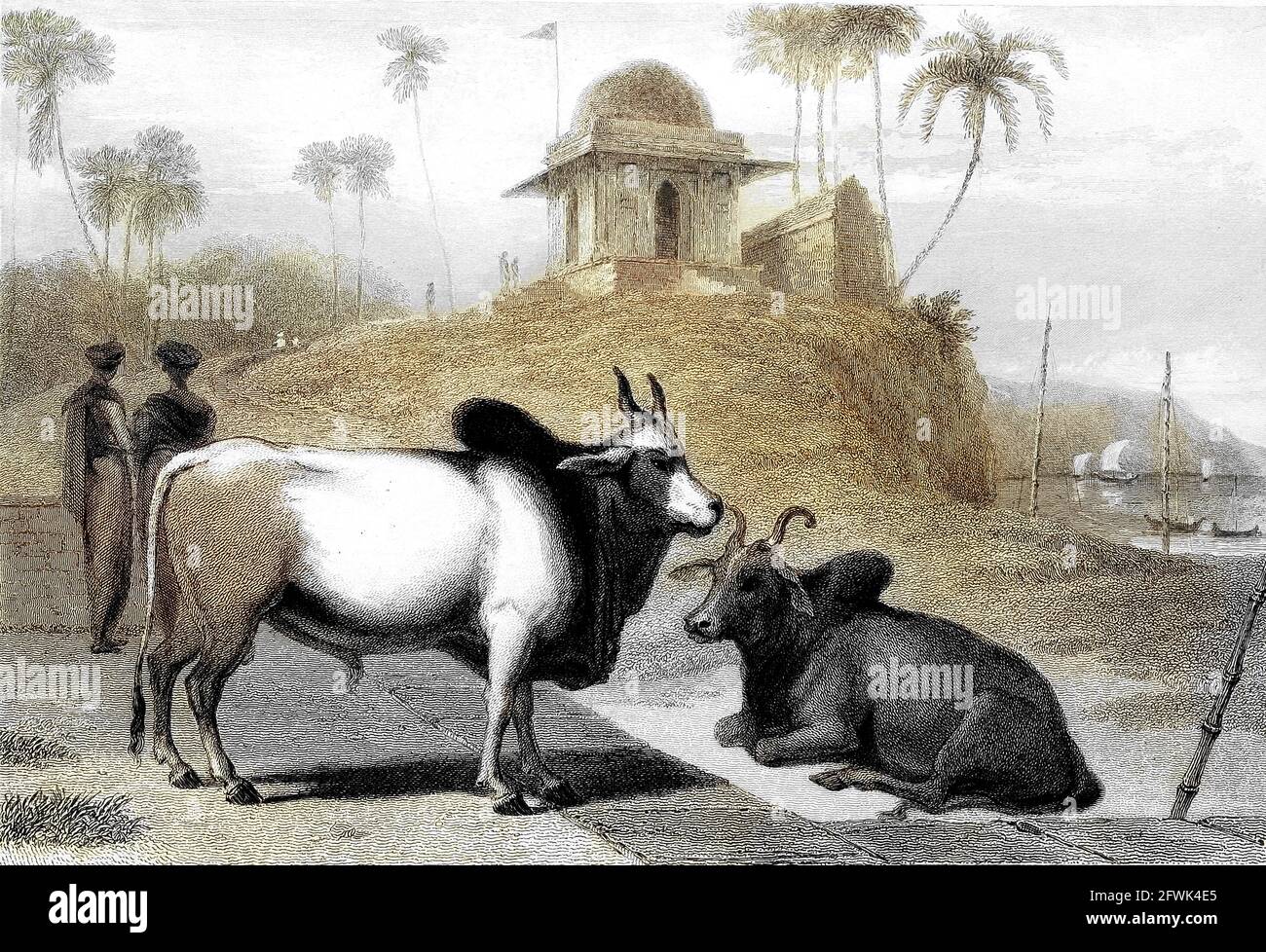 The Braminee Bull du livre « The Oriental Annual, or, Scenes in India » du rév. Hobart Caunter publié par Edward Bull, Londres 1836 gravures de dessins de William Daniell Banque D'Images