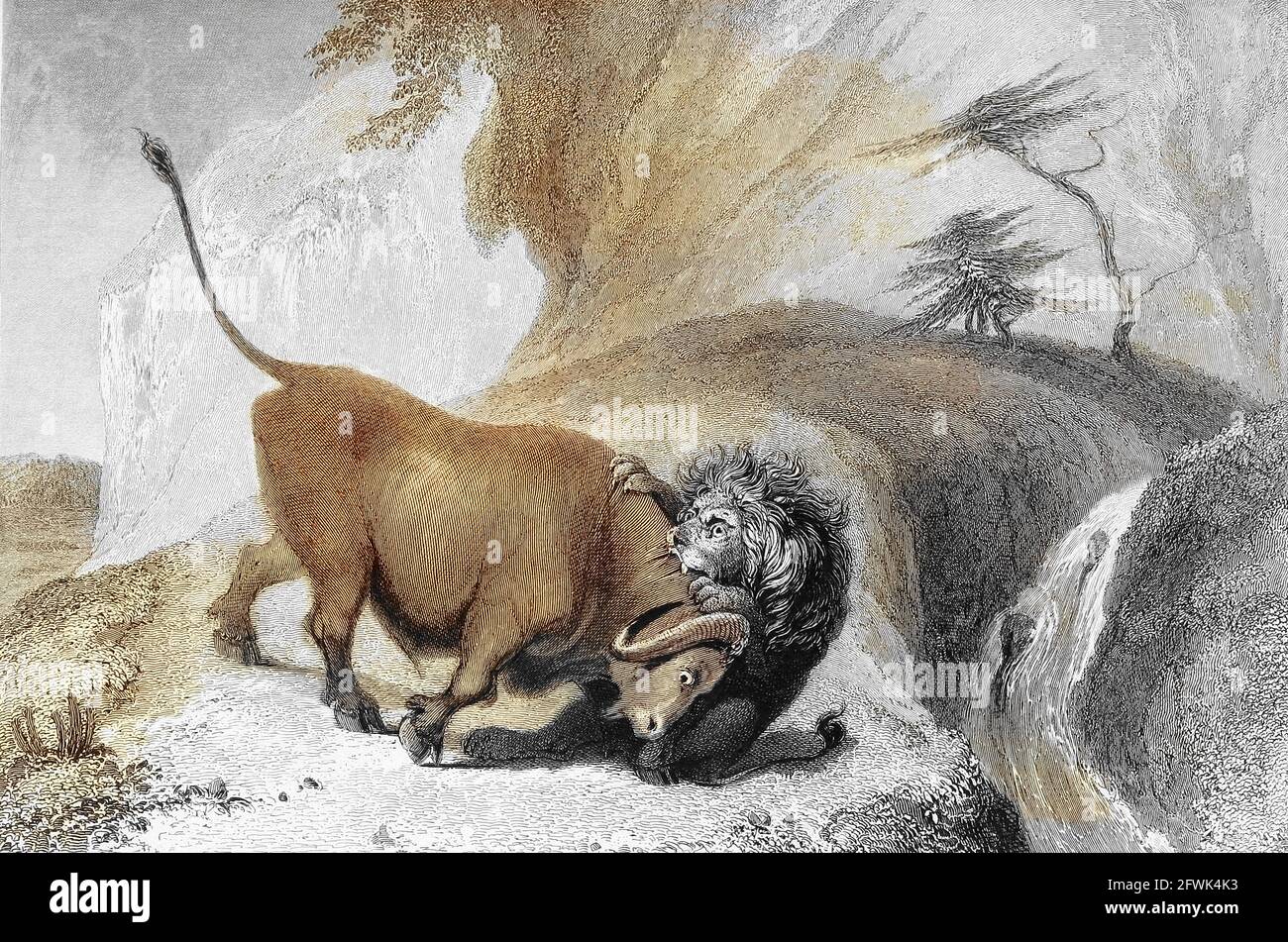 Lion et Buffaloe du livre « The Oriental Annual, or, Scenes in India » du rév. Hobart Caunter publié par Edward Bull, Londres 1836 gravures de dessins de William Daniell Banque D'Images
