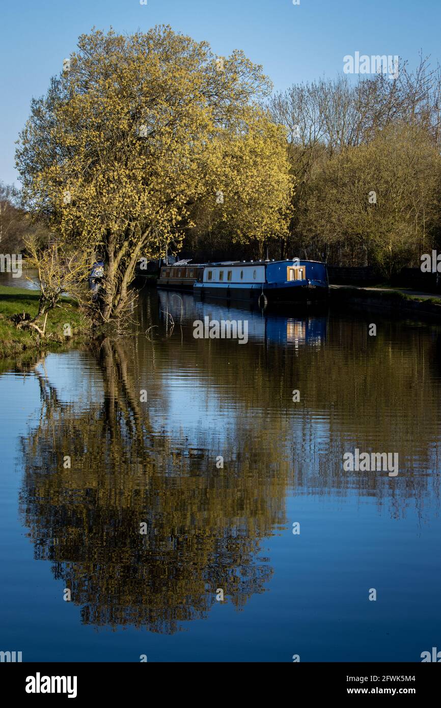 Une barge amarrée sur le canal Leeds & Liverpool est Réfléchi avec un magnifique arbre près de Rodley sur Yorkshire Banque D'Images