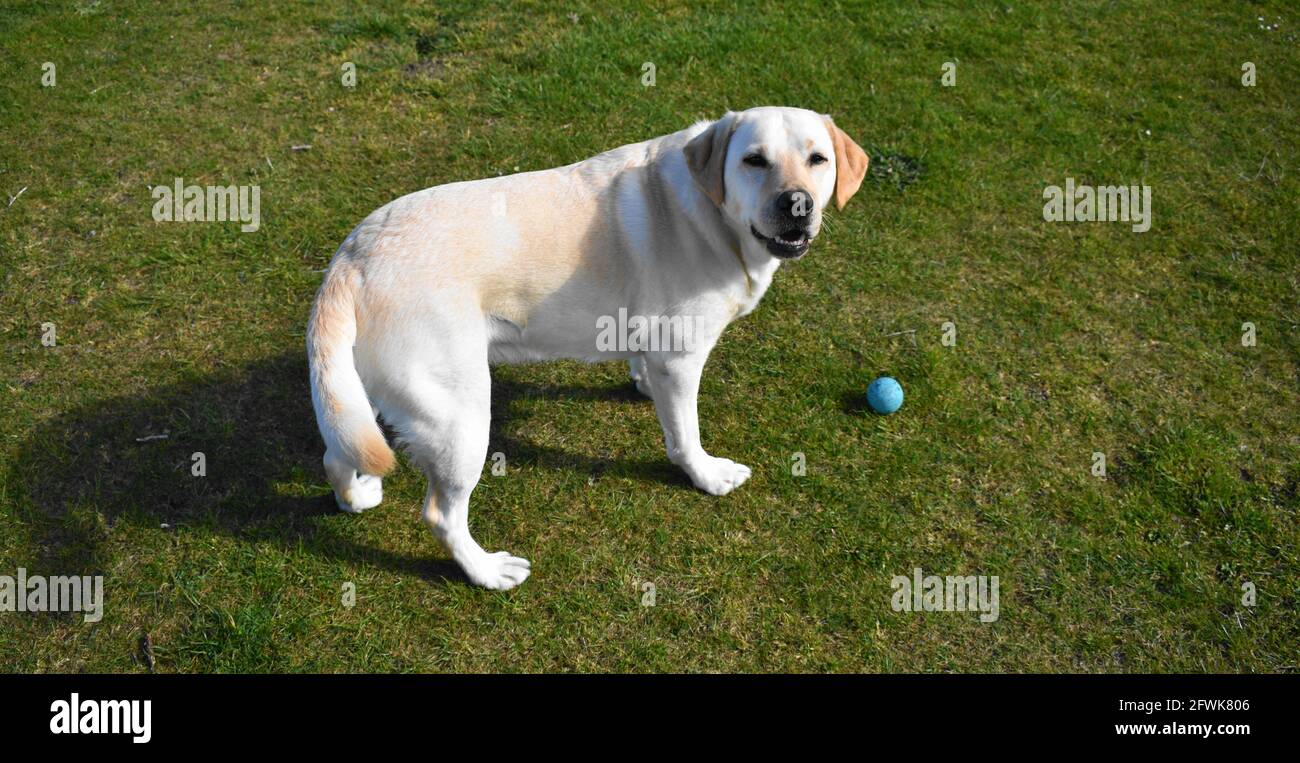 Golden labrador debout sur le terrain et attendant de jouer avec une boule bleue. Banque D'Images