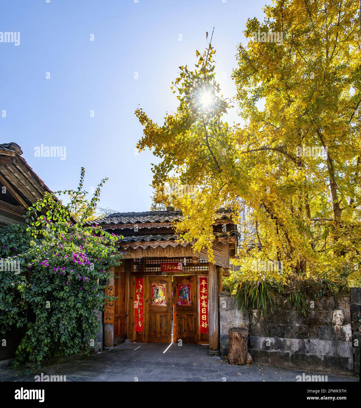 Sous solide est yunnan tengchong ville village de ginkgo ginkgo Banque D'Images