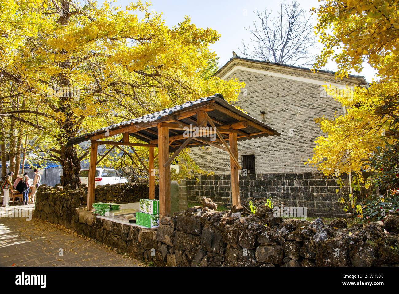 Tengchong dans le quartier de la ville de la province du yunnan sous la solide ville est village de ginkgo ginkgo Banque D'Images