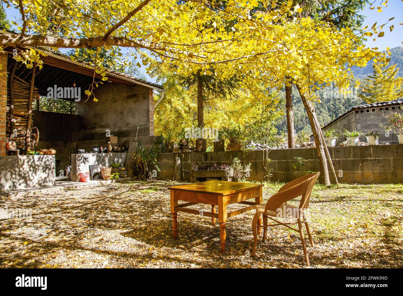 Tengchong dans le quartier de la ville de la province du yunnan sous la solide ville est village de ginkgo ginkgo Banque D'Images