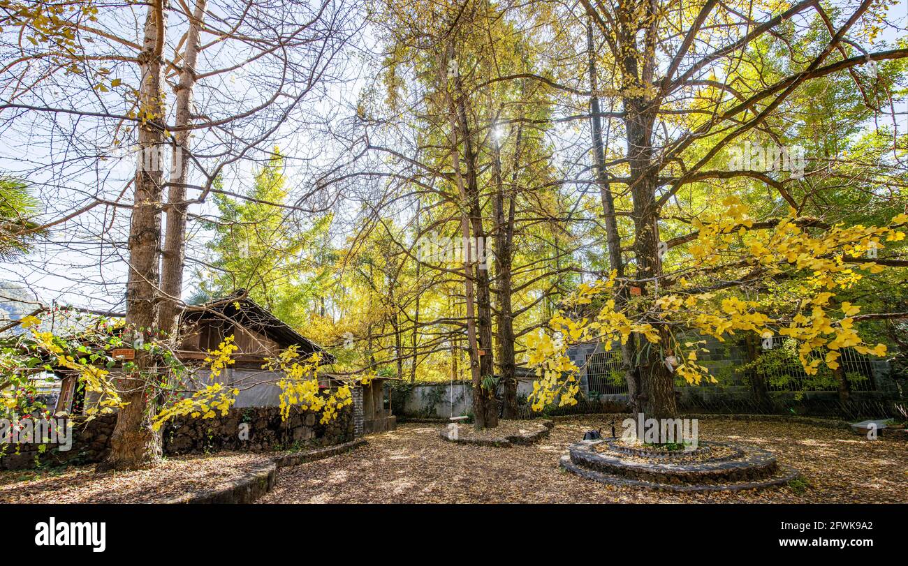 Tengchong dans la province du yunnan, village ginkgo de la ville est Banque D'Images
