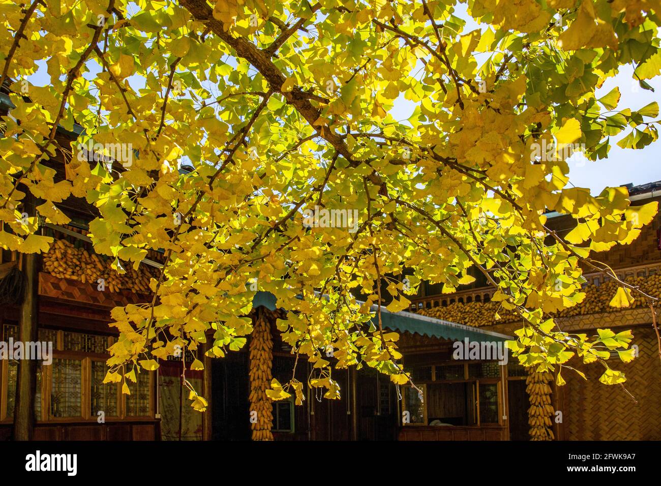 Tengchong dans la province du yunnan, village ginkgo de la ville est Banque D'Images
