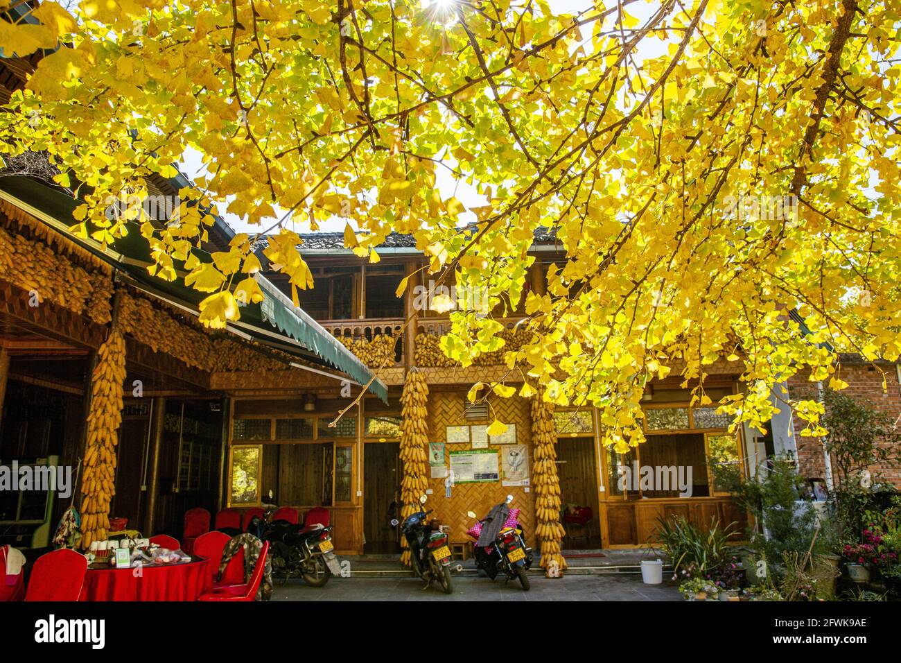 Tengchong dans la province du yunnan, village ginkgo de la ville est Banque D'Images