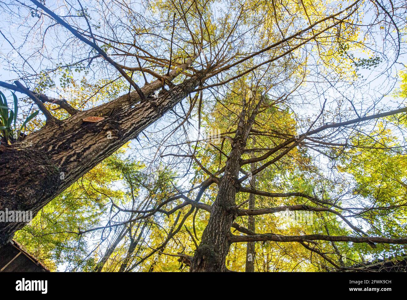 Tengchong dans la province du yunnan, village ginkgo de la ville est Banque D'Images