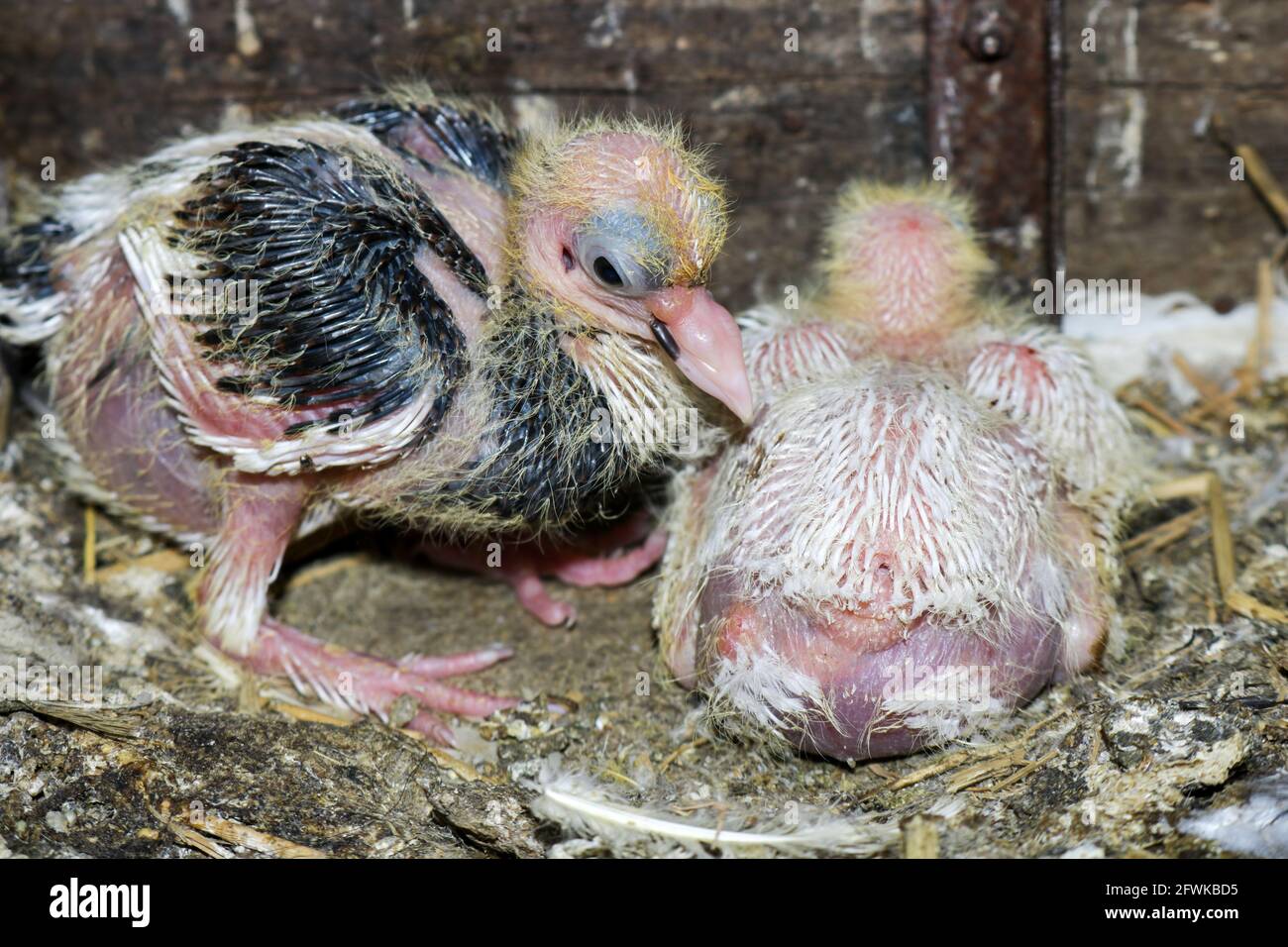 Poussins de pigeon noirs et blancs Banque D'Images