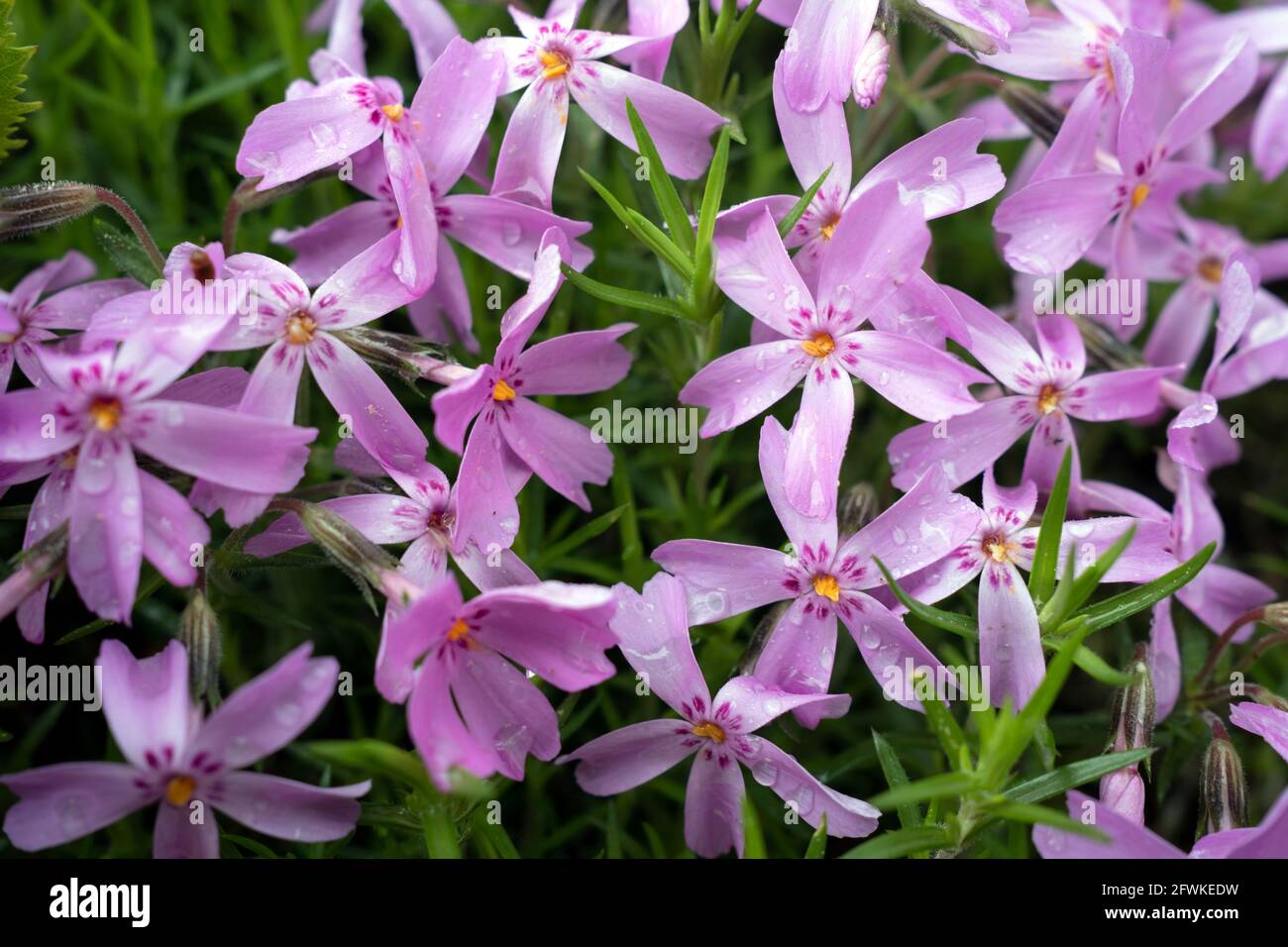 Phlox subulata le phlox rampant, le phlox de mousse, le rose de mousse ou les fleurs de phlox de montagne Banque D'Images