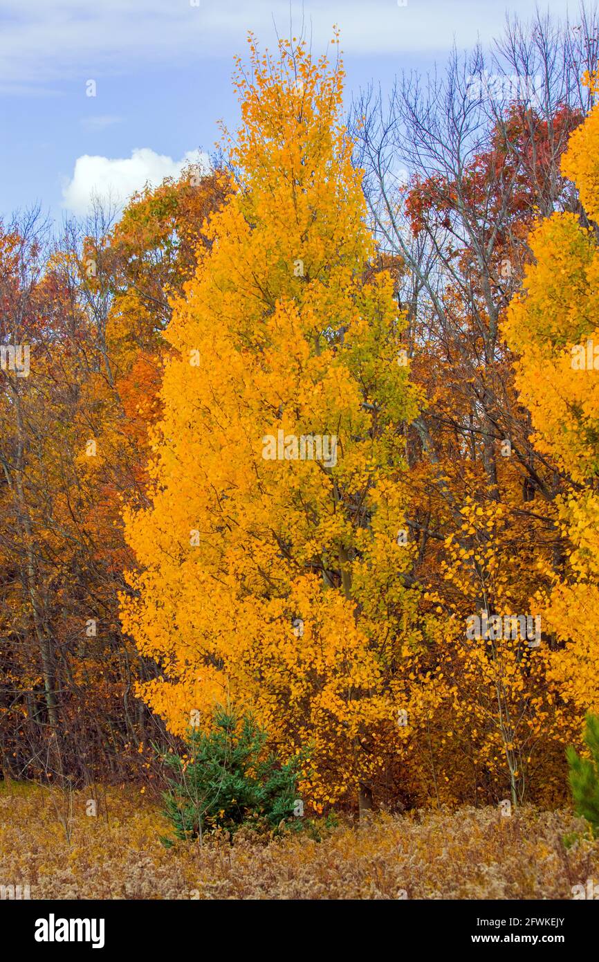 Bigtooth Aspen montrant ses couleurs d'automne dans les montagnes Pocono de Pennsylvanie Banque D'Images