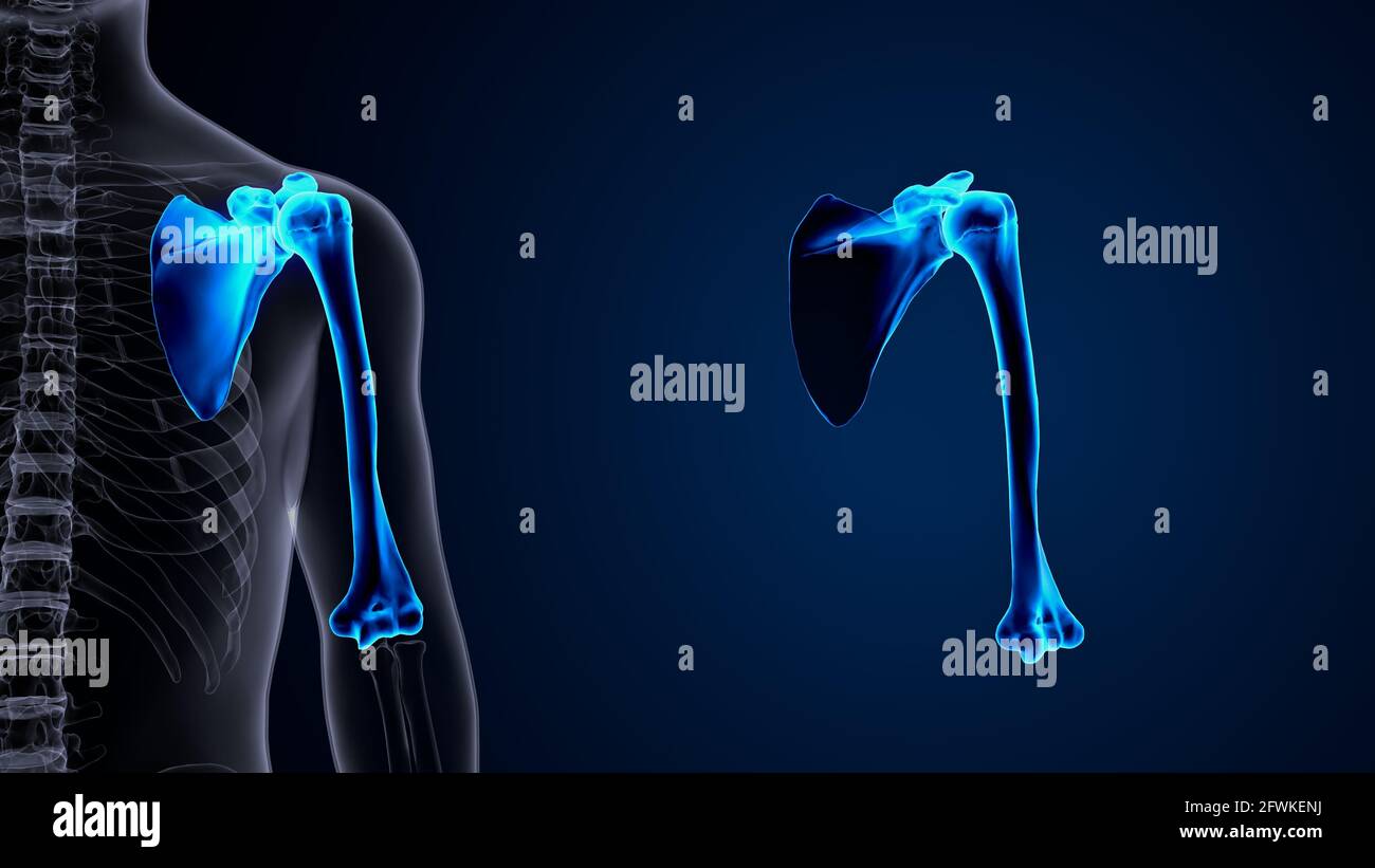 anatomie du squelette humain masculin. illustration 3d. Banque D'Images