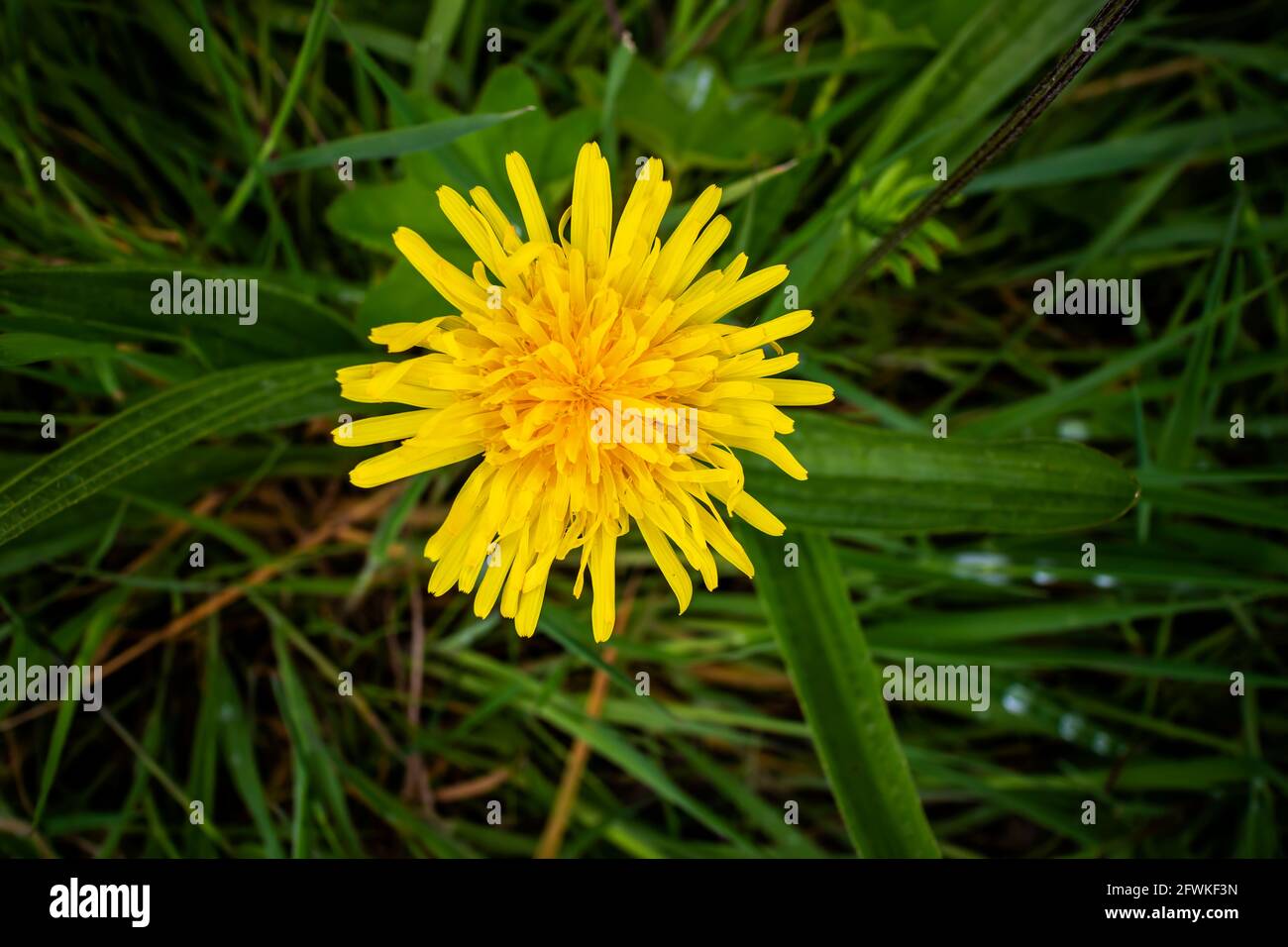 Gros plan sur une fleur en pissenlit jaune vif. Banque D'Images