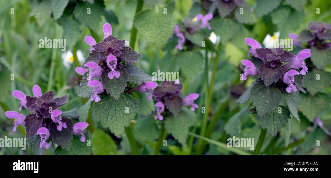 Lamium purpueum, connu sous le nom de rouge ortie-morte, violet ortie-morte, ou violet archange fleurs de près Banque D'Images