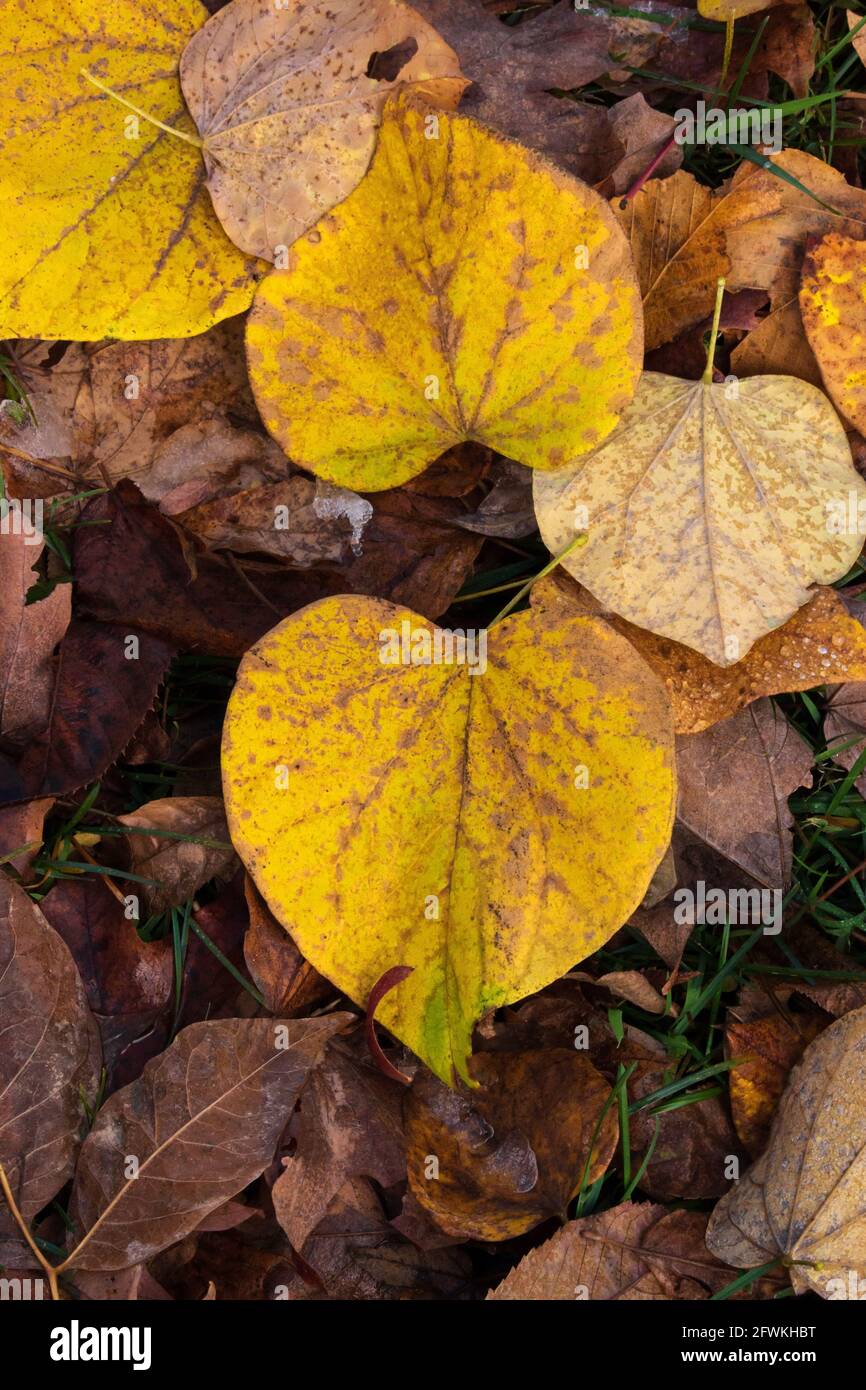 Le Redbud oriental déchu part dans les montagnes Pocono de Pennsylvanie Banque D'Images