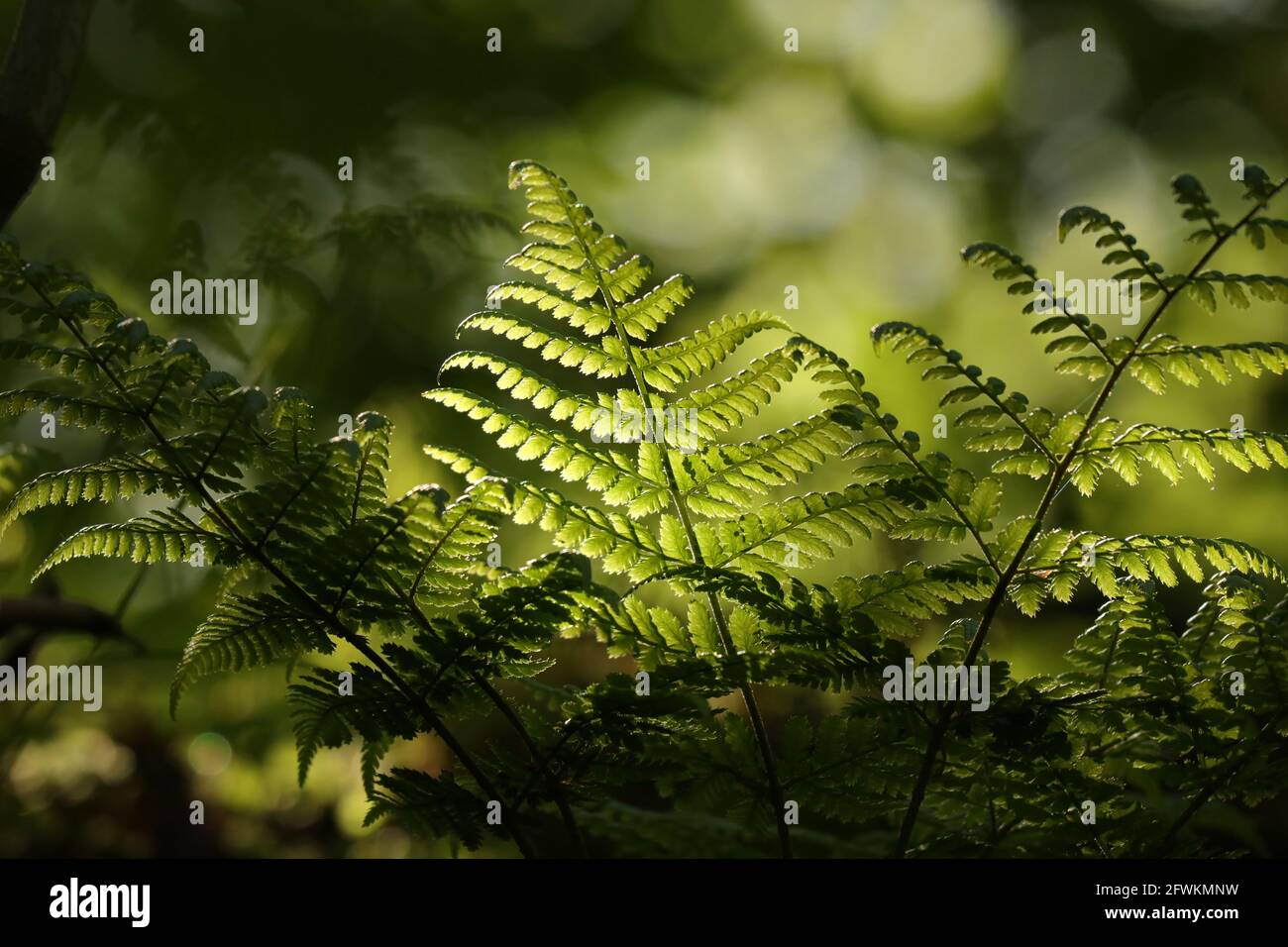 Gros plan de Fern dans la forêt Banque D'Images