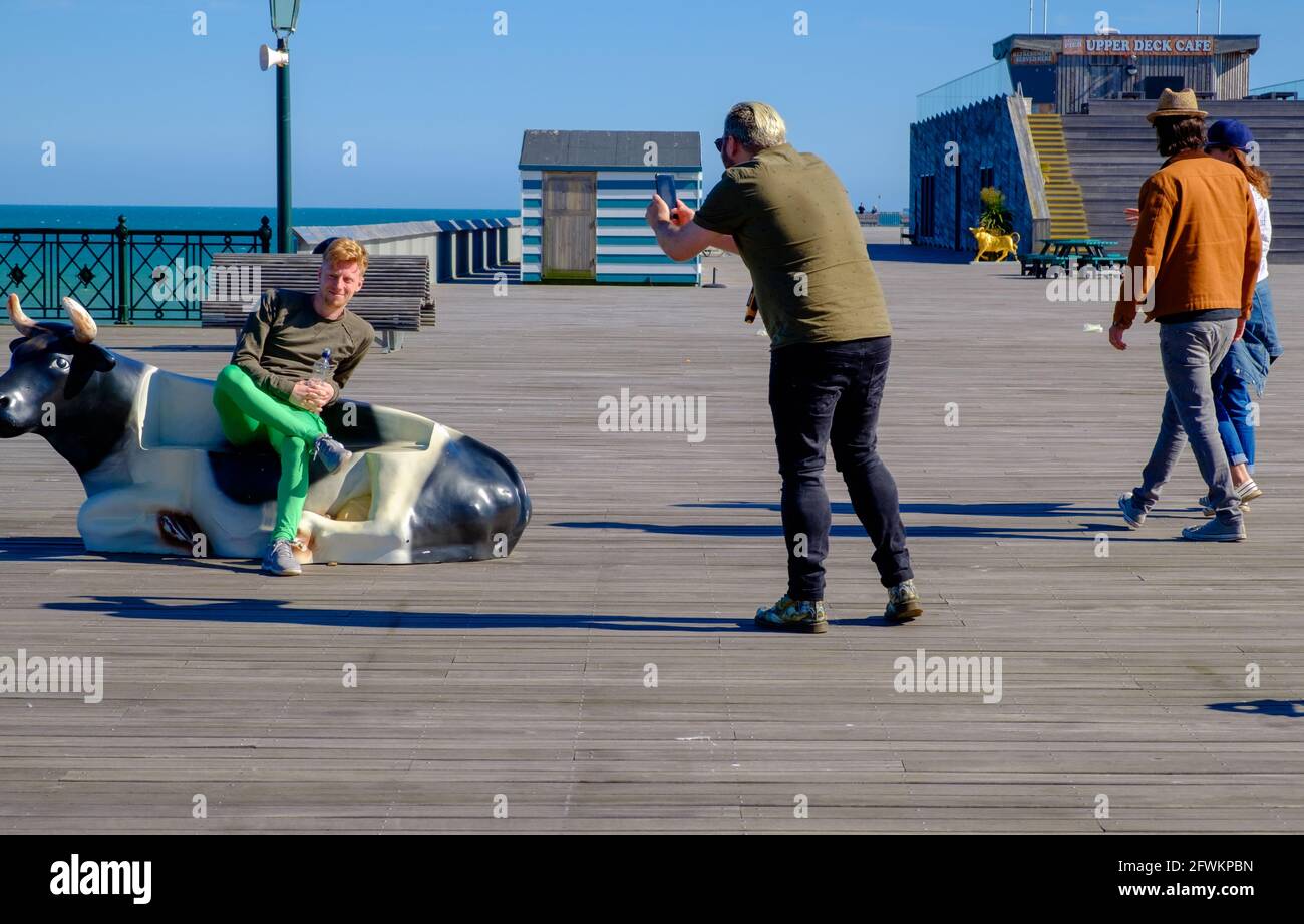 Idée de Staycation. Un homme s'assoit sur une vache en plastique tandis qu'un autre homme vérifie la lumière avec son téléphone en préparation pour une séance photo sur Hastings Pier, East Sussex Banque D'Images