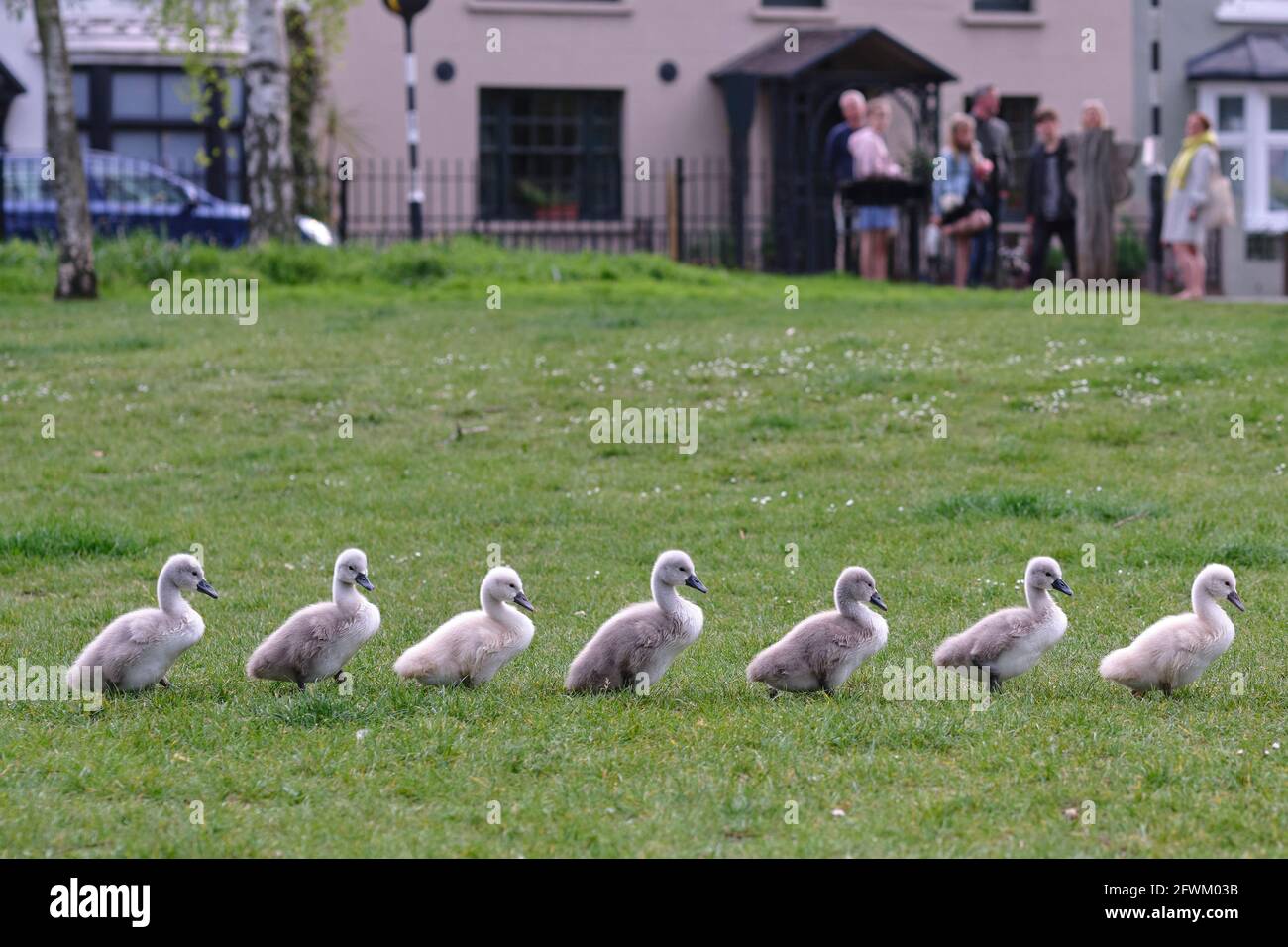 Mute Swan et sept Cygnets récemment éclos marchant dans une ligne, Barnes, Londres Banque D'Images