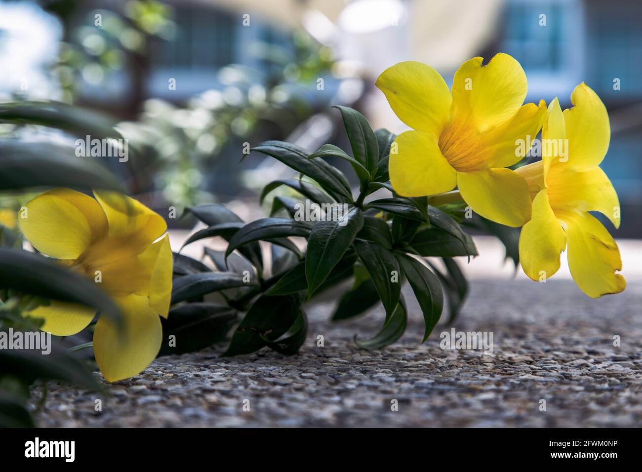 Fleur jaune Golden trompette ou Allamanda cathartica sur sol en pierre à la  terrasse du jardin et arrière-plan flou. Fleur tropicale, foyer sélectif  Photo Stock - Alamy
