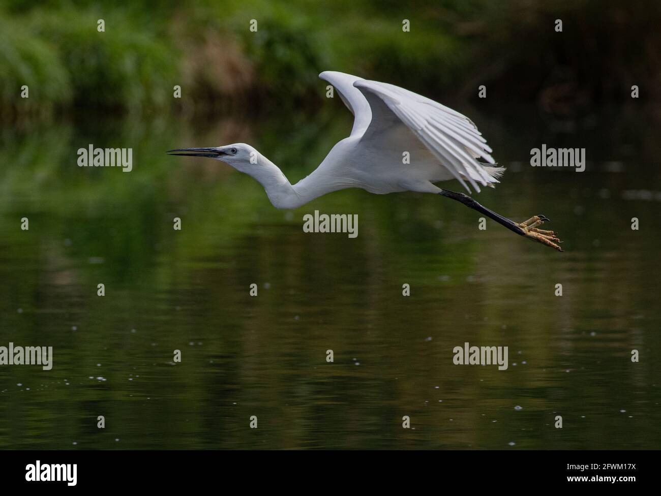 Un élégant petit Egret (Egretta garzetta) en vol au-dessus de l'eau douce en fin de soirée soleil. ROYAUME-UNI Banque D'Images