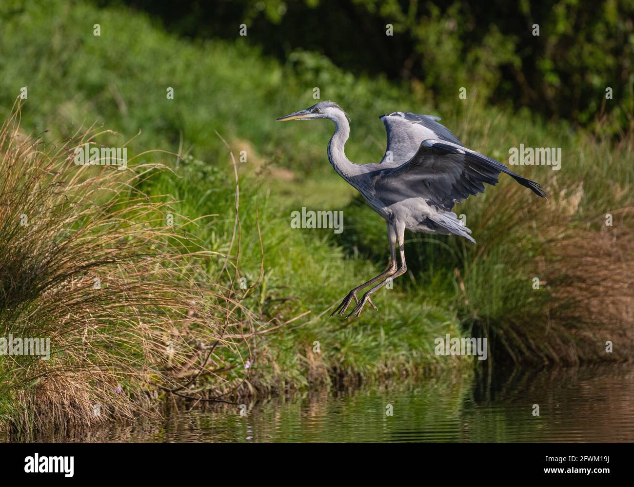 Un héron gris (Ardea cinerea) entrant dans la terre au-dessus de l'eau douce au soleil du soir. Rutland, Royaume-Uni Banque D'Images