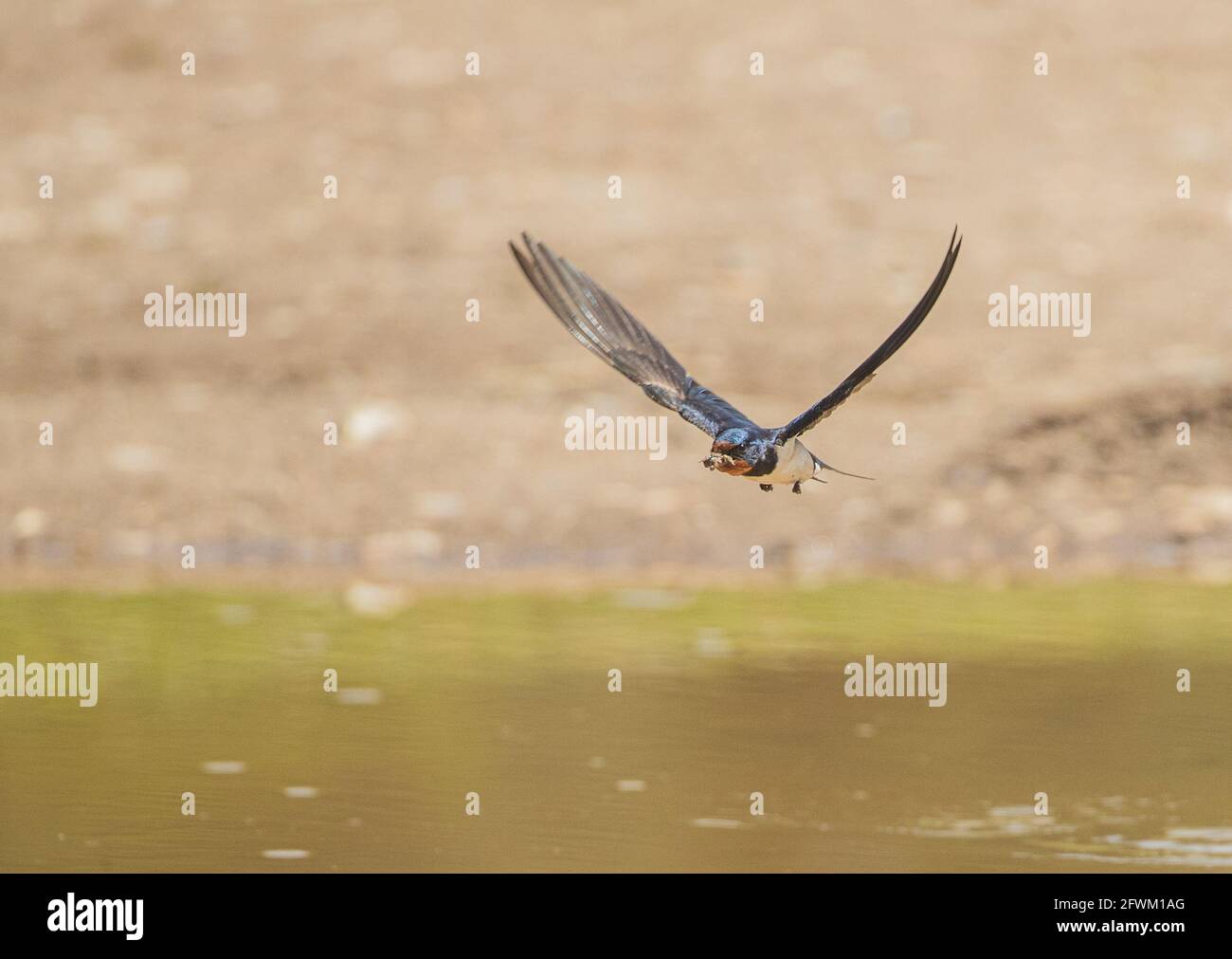 Une hirondelle volante (Hirundo rustica ) sur le chemin beck au nid après la collecte de la boue . Norfolk Royaume-Uni Banque D'Images