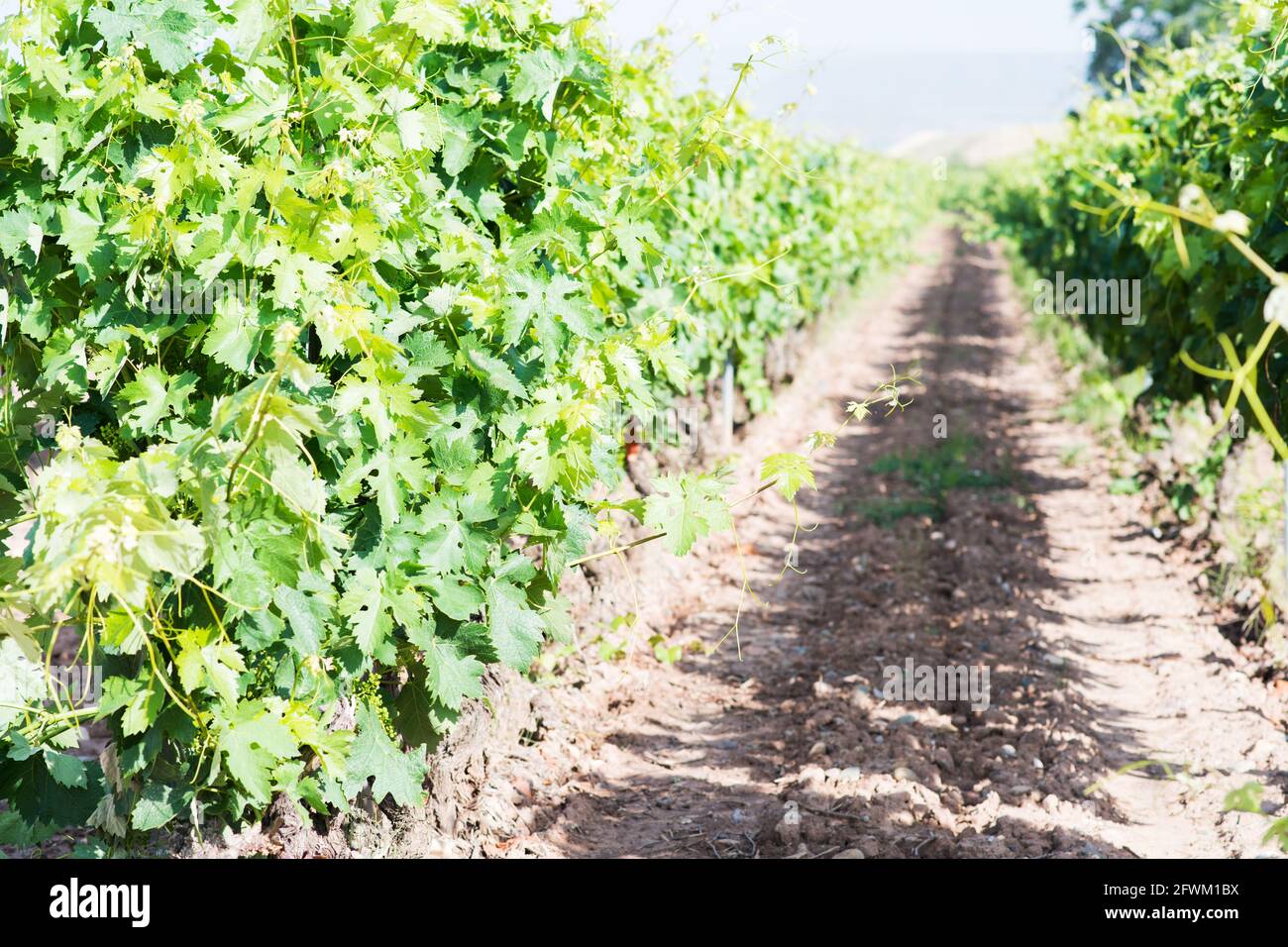 Vignoble le jour ensoleillé du printemps. Les feuilles vertes et les petits raisins qui poussent. Rioja, Espagne Banque D'Images