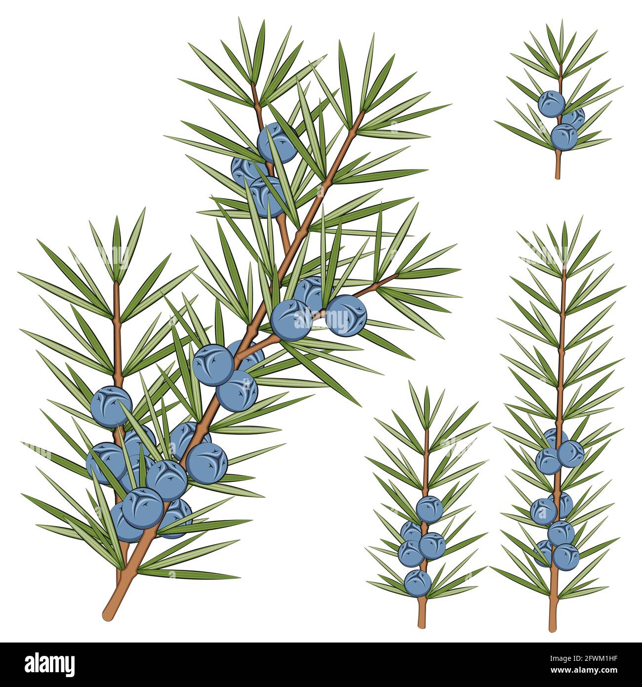 Ensemble vectoriel de branches de genévrier. Objets isolés sur blanc. Illustration de Vecteur