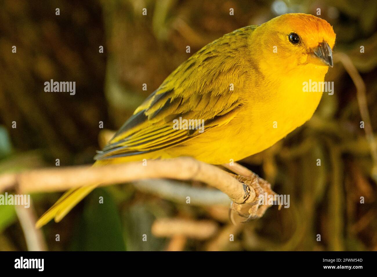 Canari atlantique, un petit oiseau sauvage brésilien. Le Crithagra flaviventris jaune canari est un petit oiseau de passereau de la famille finch. Banque D'Images