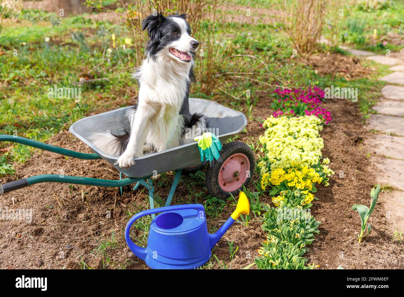 Portrait extérieur de la jolie bordure de chien collie assis dans chariot de jardin de brouette en arrière-plan de jardin. Chien de chiot drôle comme jardinier prêt à planter des graines Banque D'Images