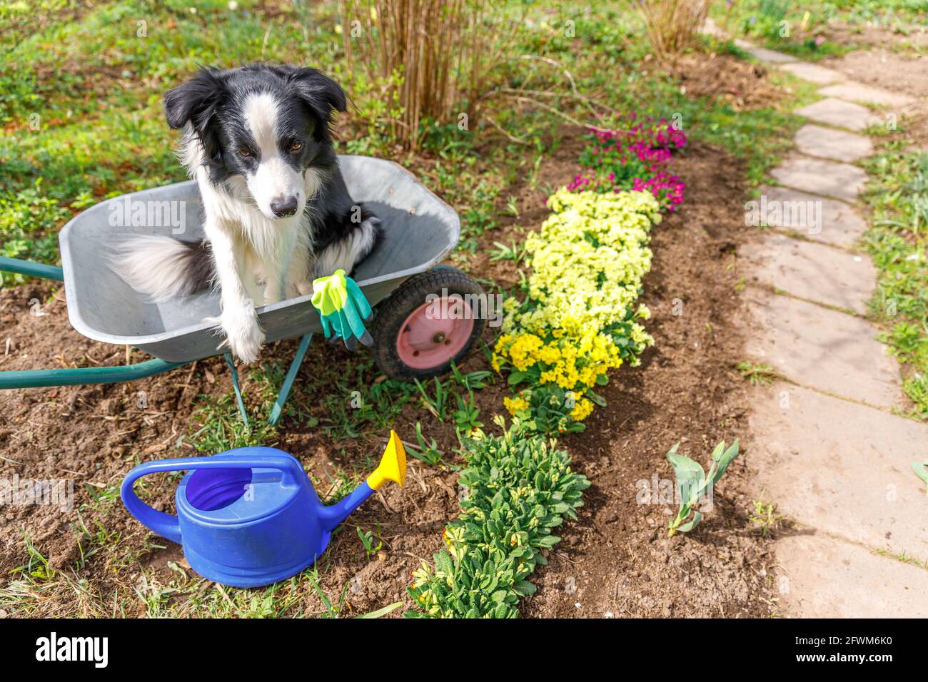 Portrait extérieur de la jolie bordure de chien collie assis dans chariot de jardin de brouette en arrière-plan de jardin. Chien de chiot drôle comme jardinier prêt à planter des graines Banque D'Images