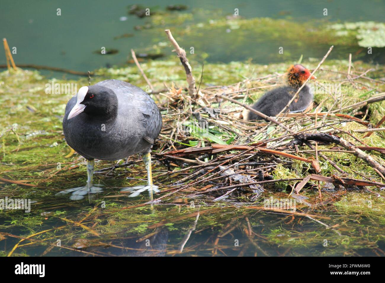 Coot dans le jardin botanique d'Utrecht Banque D'Images