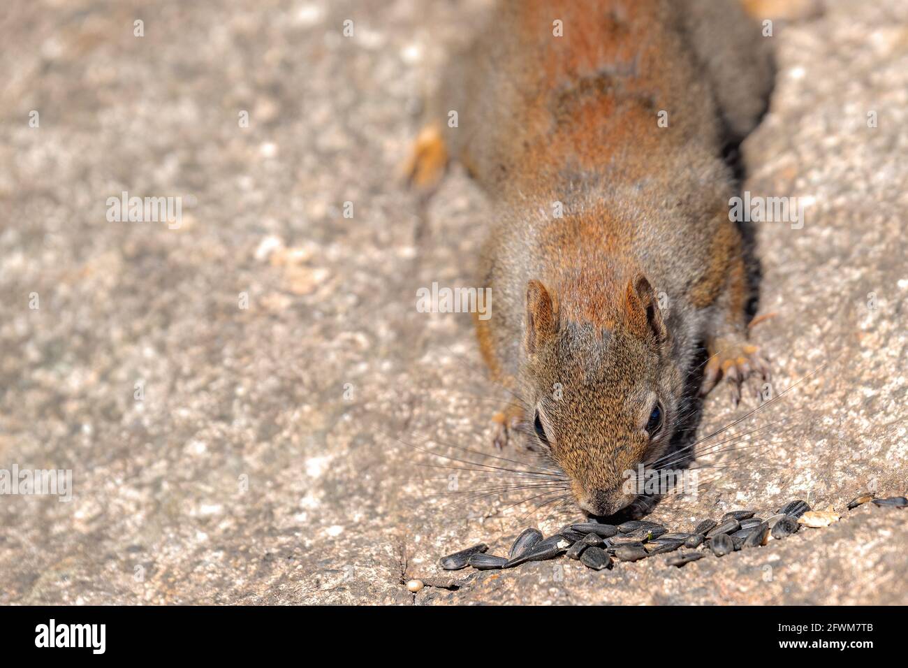 Un écureuil rouge timide mais curieux examine avec prudence une petite pile de graines de tournesol sur une roche. Il semble renifler les graines. Jour ensoleillé. Banque D'Images