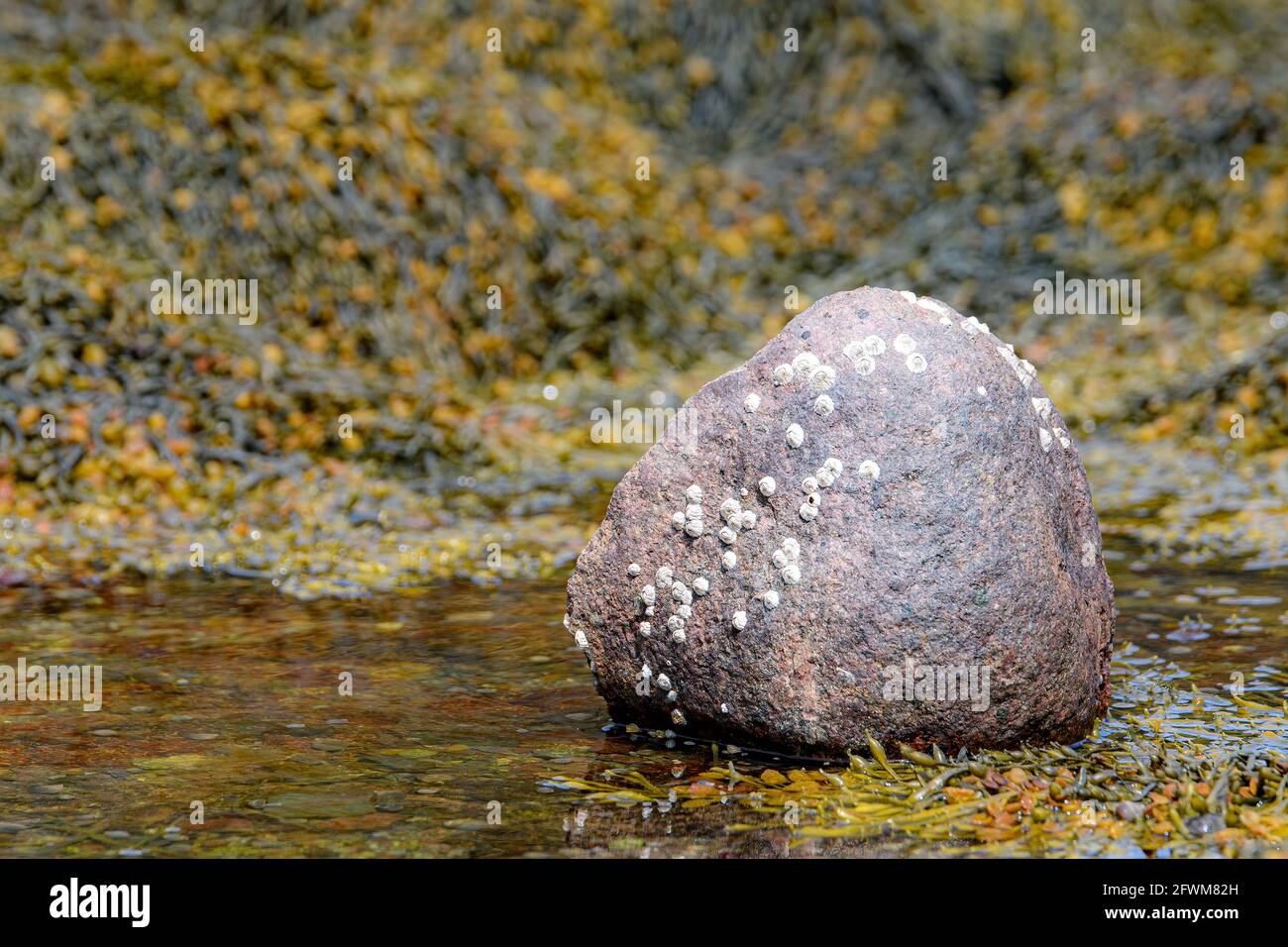 Un rocher avec quelques barnacles repose dans un bassin marécageux peu profond. Algues dans la piscine et derrière. Faible profondeur de champ. Banque D'Images