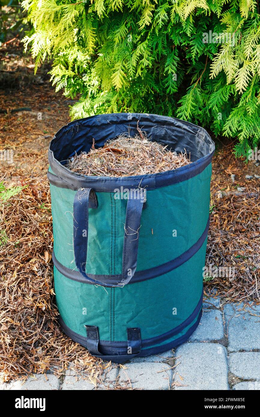 Sac poubelle avec herbe râtelée et brindilles de thuya sèches. Râtelage de  pelouse. Travail dans le jardin Photo Stock - Alamy
