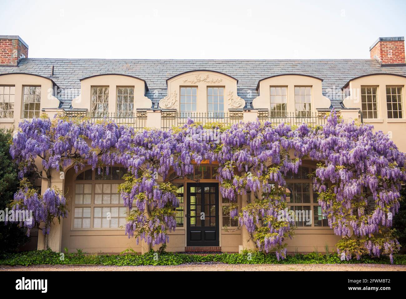 Des fleurs de wisteria couvrent la bibliothèque de Dumbarton Oaks, dans le nord-ouest de Washington, D.C. Banque D'Images