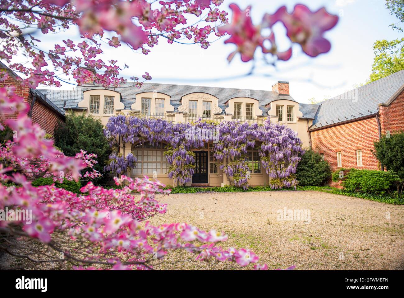 Des fleurs de wisteria couvrent la bibliothèque de Dumbarton Oaks, dans le nord-ouest de Washington, D.C. Banque D'Images