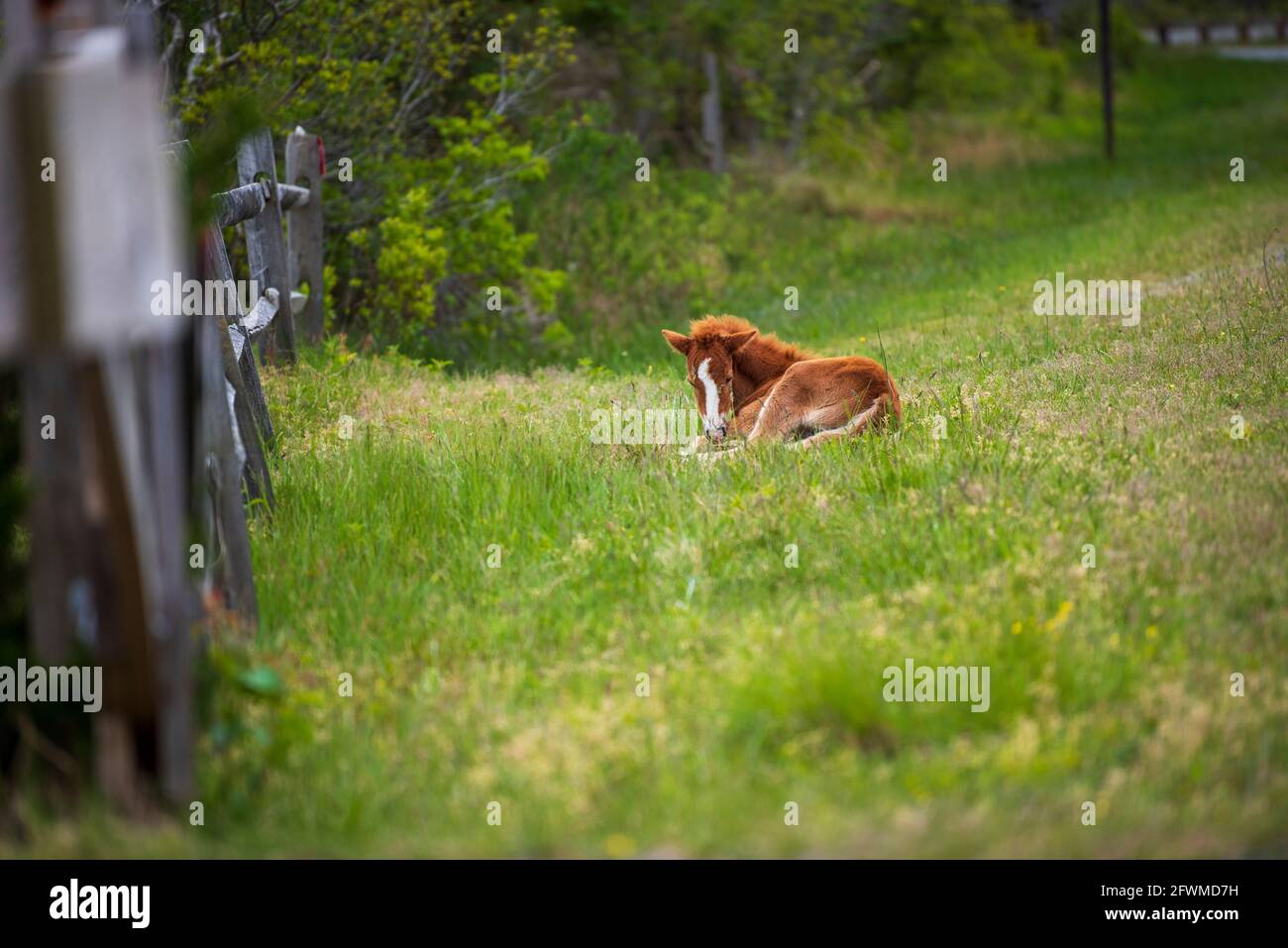 Un jeune foal se grise et des siestes dans l'herbe de printemps sur le littoral national de l'île Assateague. Banque D'Images