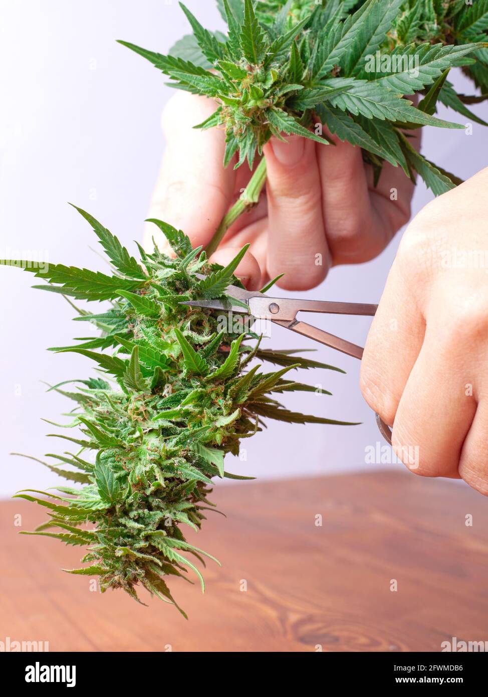 main avec des ciseaux coupant la marijuana, tailler les bourgeons de  cannabis gros plan Photo Stock - Alamy