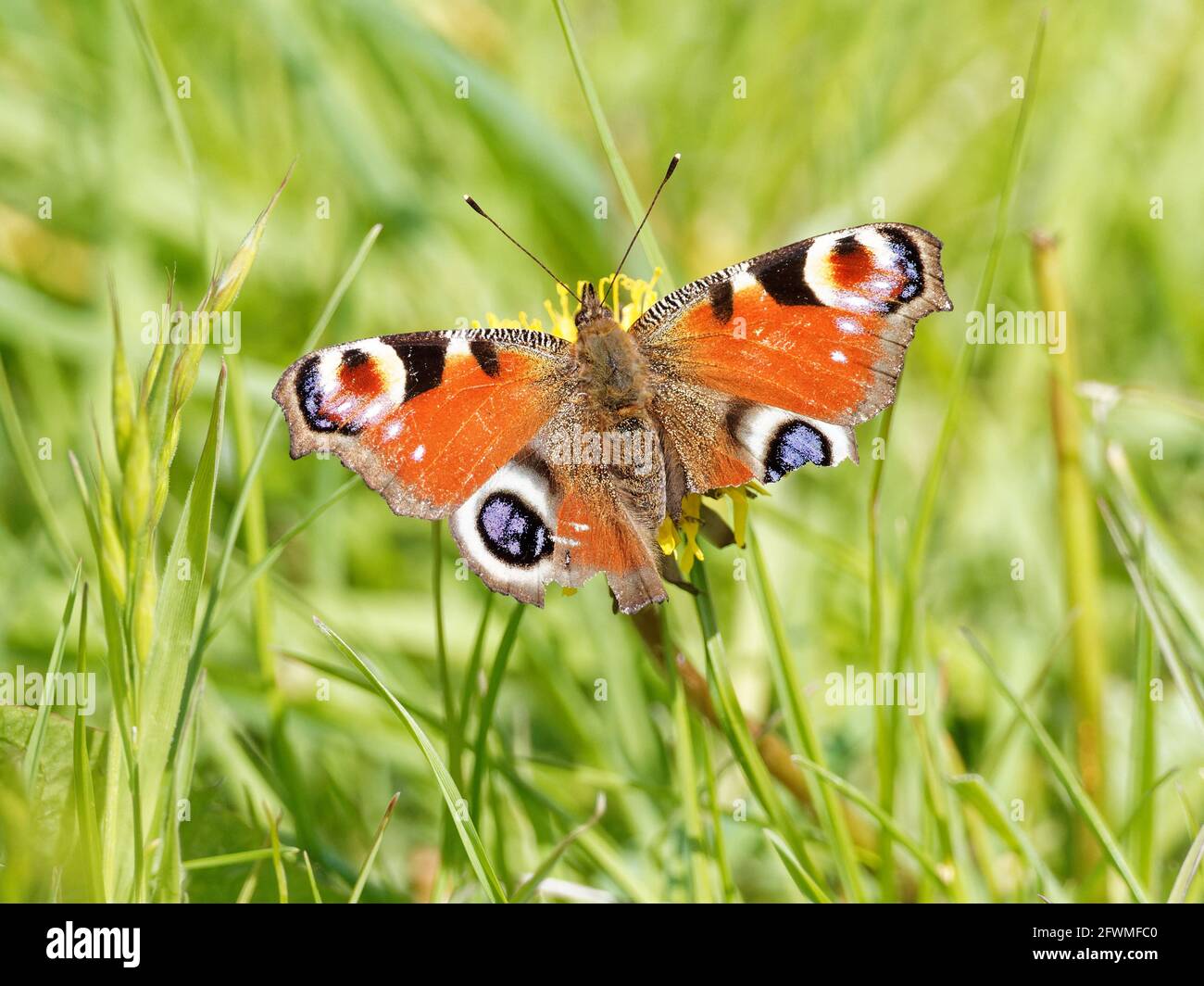 Un papillon de paon (Aglais io) avec des ailes déchirées sur une fleur de fard à barbe de faussettes (Crepis vesicaria) sur la rive de la rivière Calder à Wakefield, Wes Banque D'Images