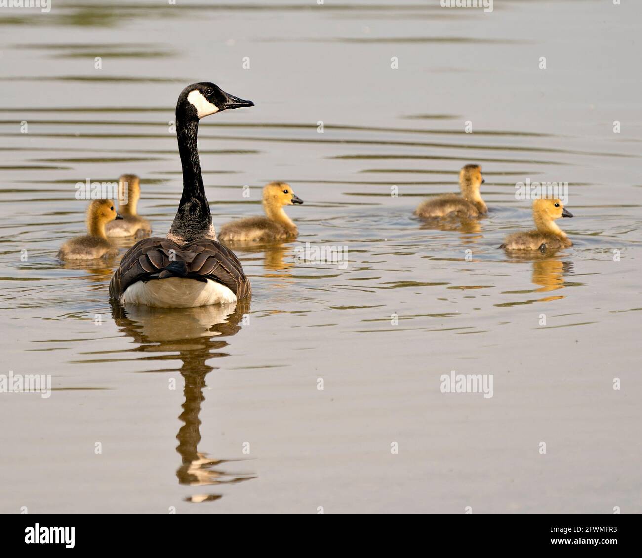 La Bernache du Canada avec des bébés en perce nageant et exposant leurs ailes, leur tête, leur cou, leur bec, leur plumage dans leur environnement et leur habitat. Bernaches du Canada. Banque D'Images