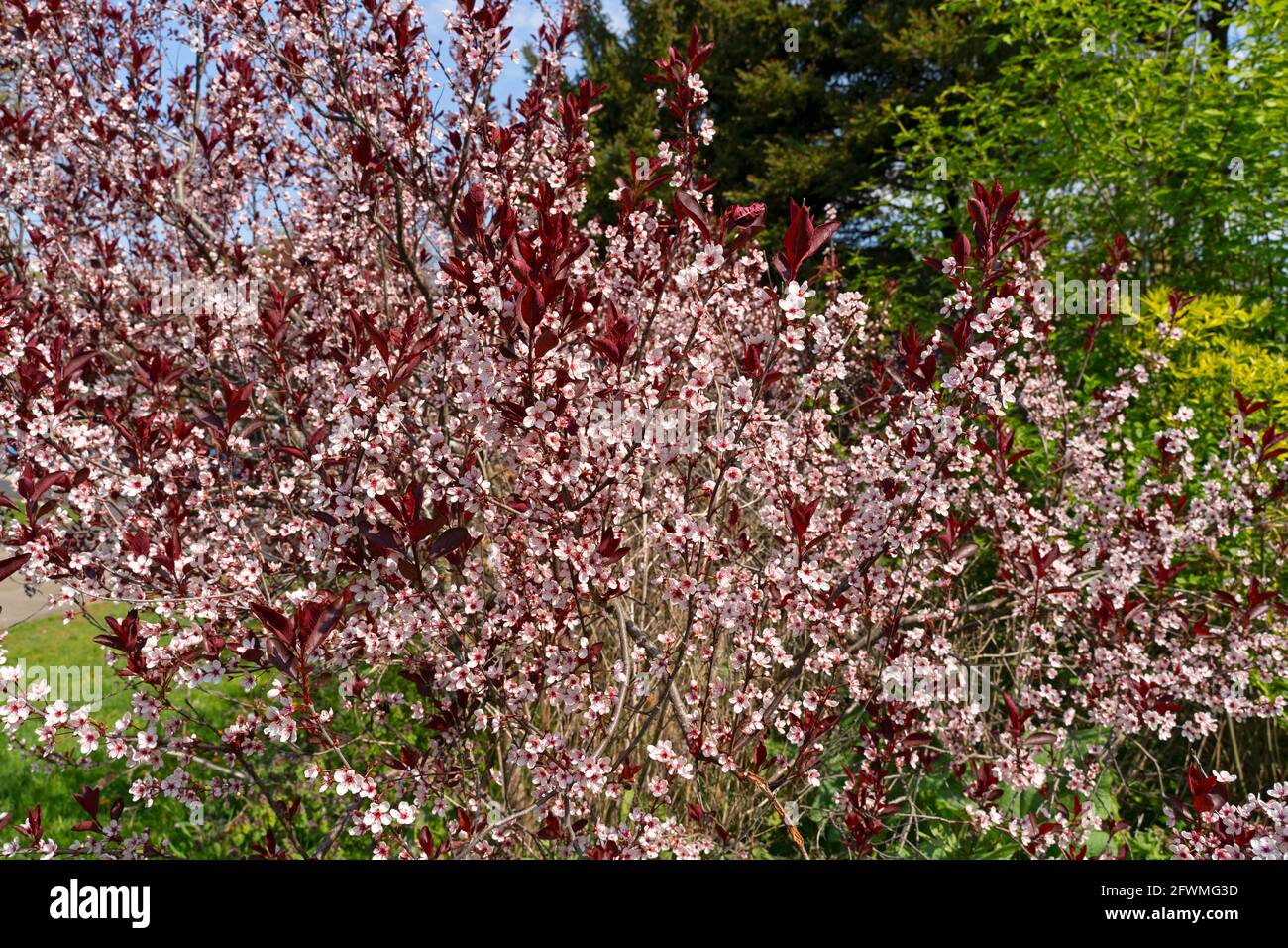Cerise à sable à feuilles violettes, (Prunus x cistena) floraison à la fin du printemps, arbuste Banque D'Images
