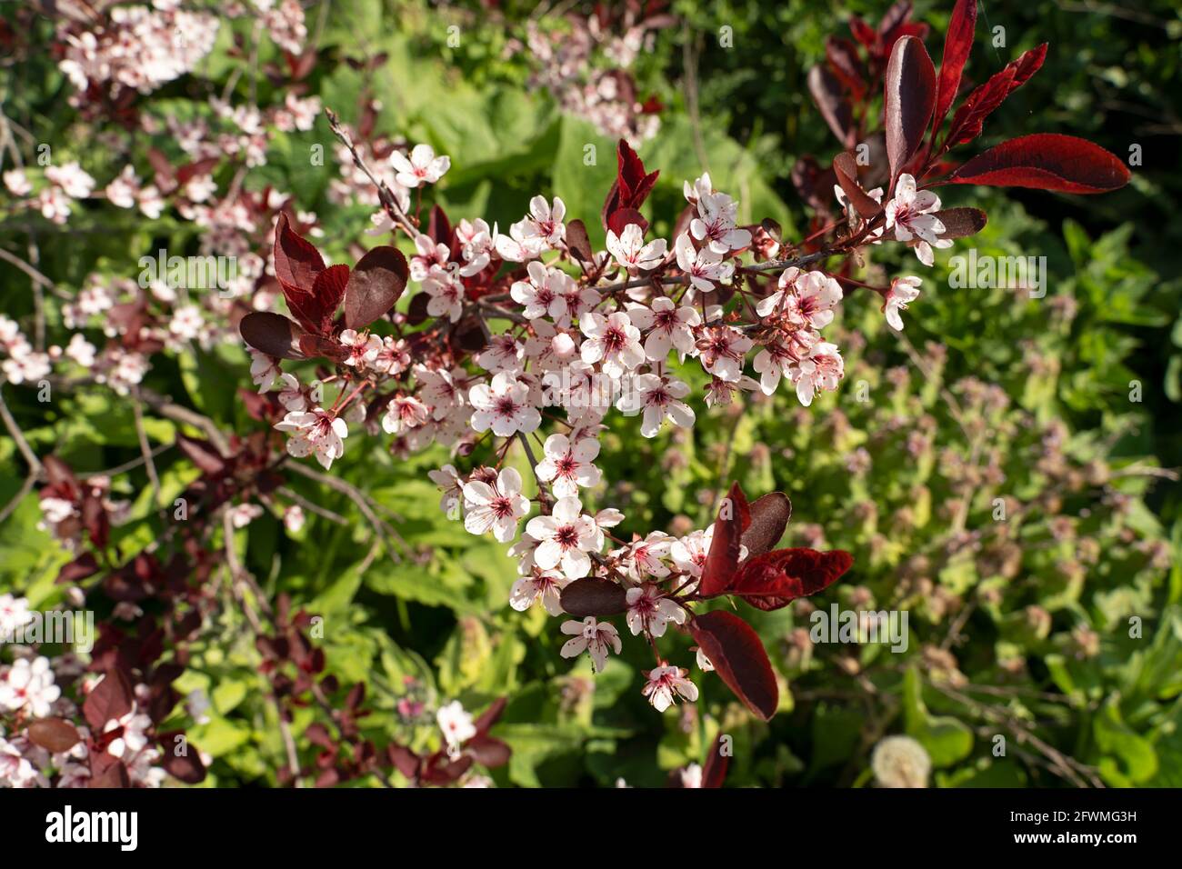 Cerise à sable à feuilles violettes, (Prunus x cistena) floraison à la fin du printemps, arbuste Banque D'Images