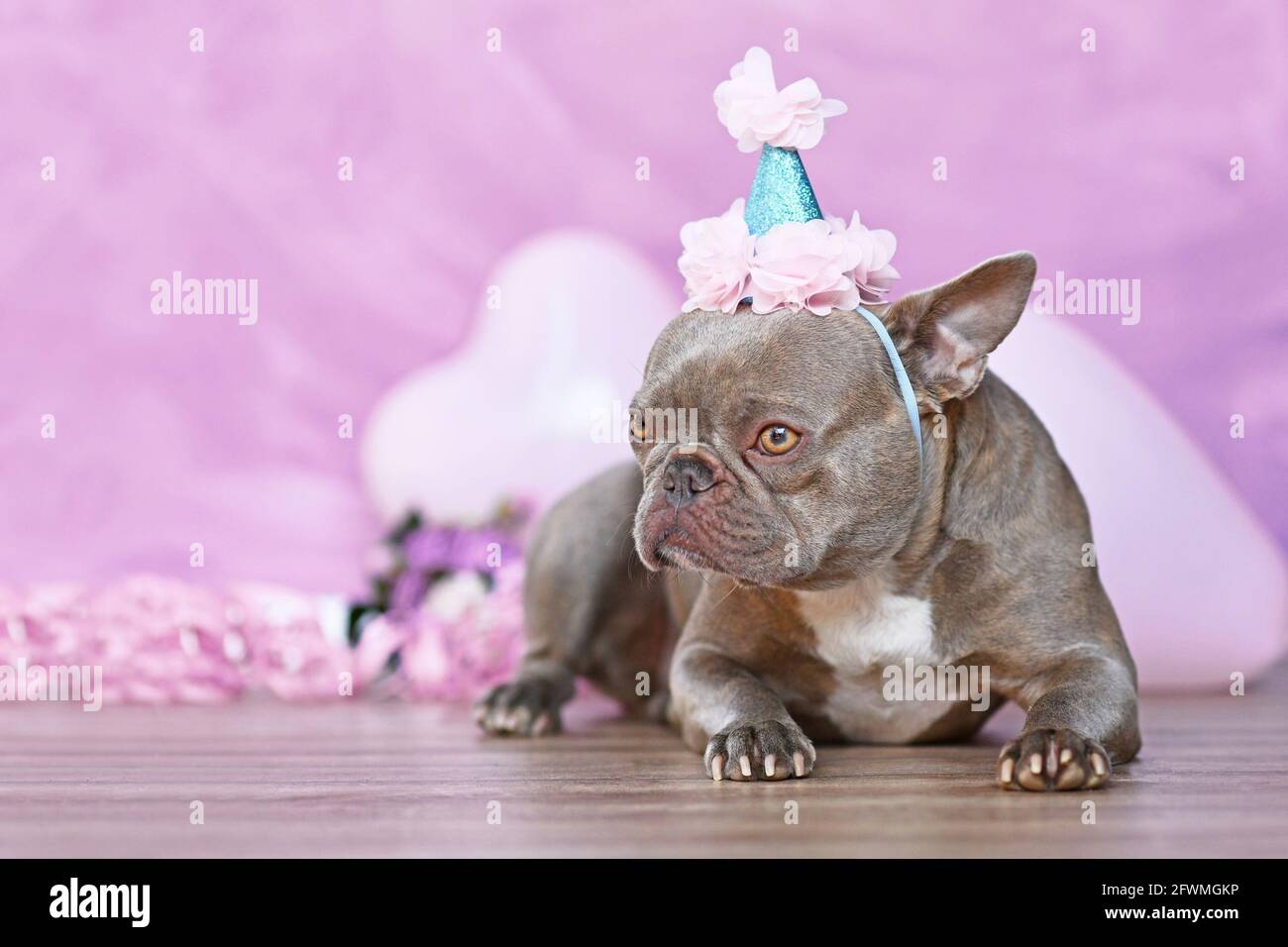 Bulldog français avec chapeau de partie d'anniversaire devant flou fond rose avec fleurs et ballons en forme de coeur Banque D'Images Bulldog français avec chapeau de partie d'anniversaire devant flou fond rose avec fleurs et ballons en forme de coeur Banque D'Images