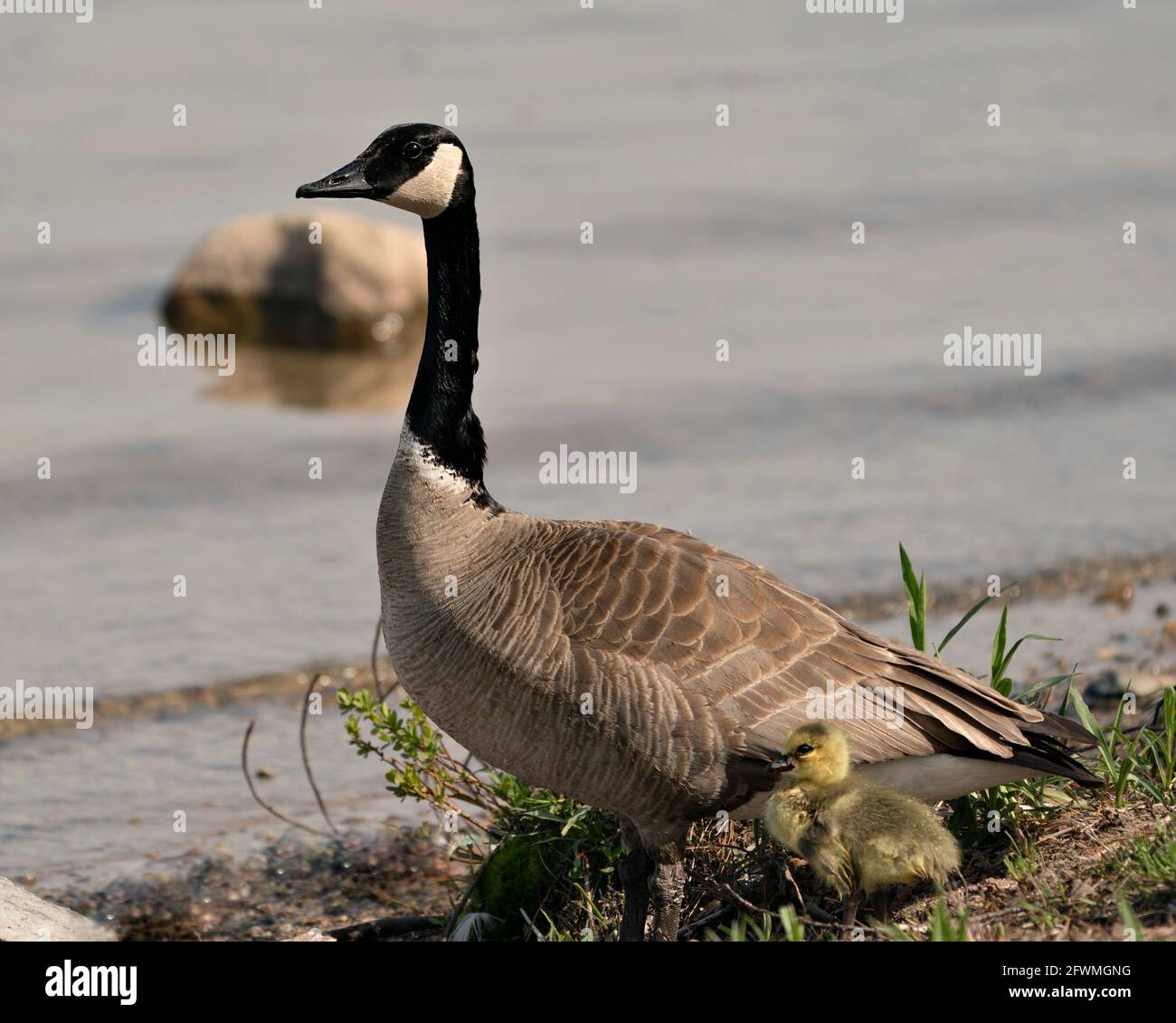 Vue en gros plan de la poisons des oies canadiennes pour adultes et bébés, reposant sur l'herbe dans leur environnement et leur habitat avec un fond d'eau floue. Banque D'Images