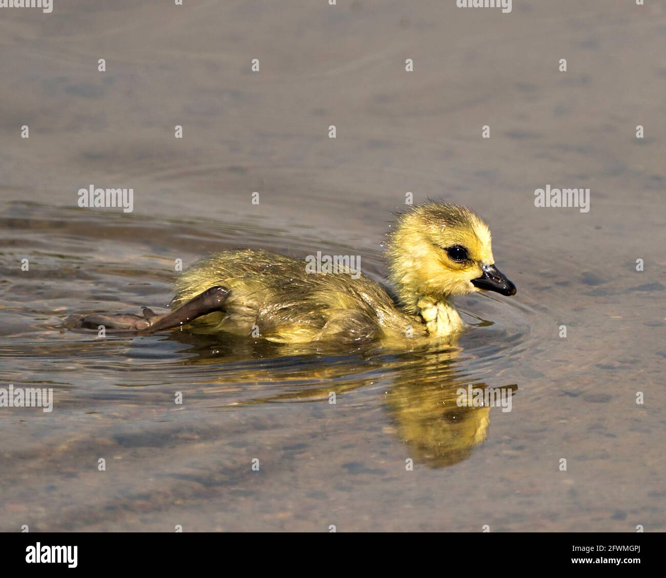 Profil canadien de la gosling des bébés vue rapprochée nager dans son environnement et son habitat avec fond d'eau. Image de Gosling de l'OIE du Canada. Image. Banque D'Images