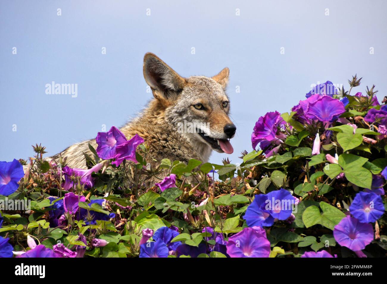 Coyote reposant (et panting) sur le dessus du mur couvert dans les gloires du matin, Huntington Beach, Orange County, Californie Banque D'Images